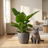Philodendron - Philodendron Imperial Green - Topf 19cm - Höhe 65cm