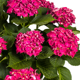Hydrangea Macrophylla Red