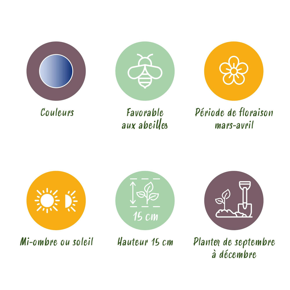 Scilla Siberica - Kleur Paars - 50 stuks - Bolmaat 7/8 - XXL Pack