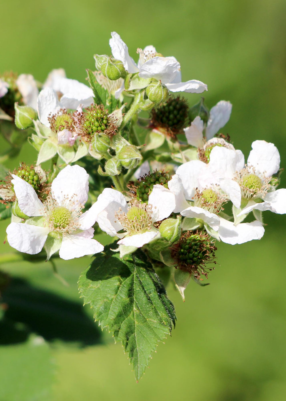 Rubus idaeus 'Malling Promise' - Ø13cm - ↕45cm