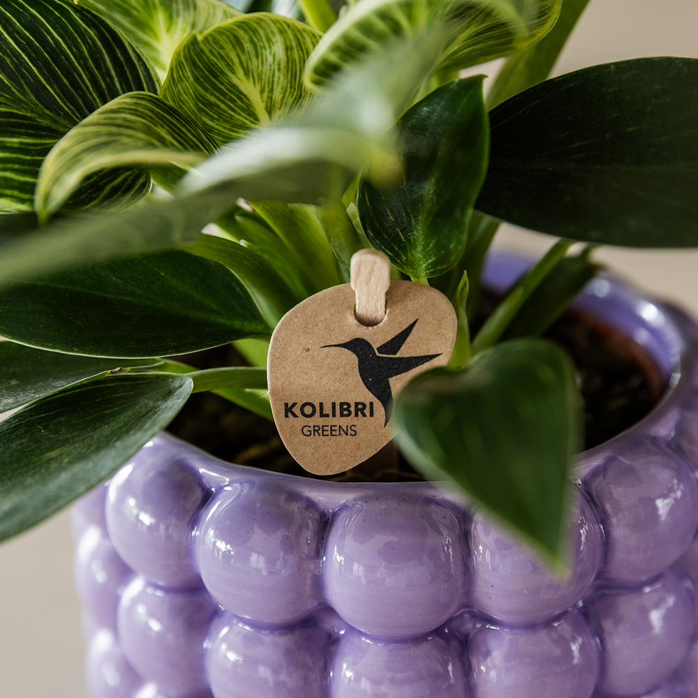 Poppy Decorative Pot - Purple - Ø9cm