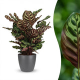 Peacock Plant - Calathea Makoyana - Green - 1 Plant - Pot 19cm - Height 70cm