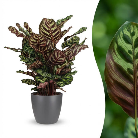 Peacock Plant - Calathea Makoyana - Green - 1 Plant - Pot 19cm - Height 70cm