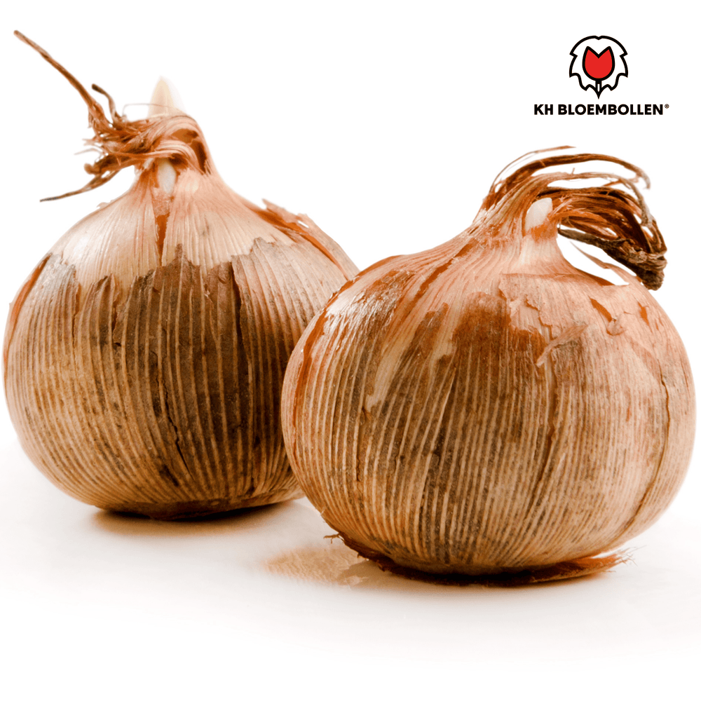 Krokusbollen paars 30 stuks