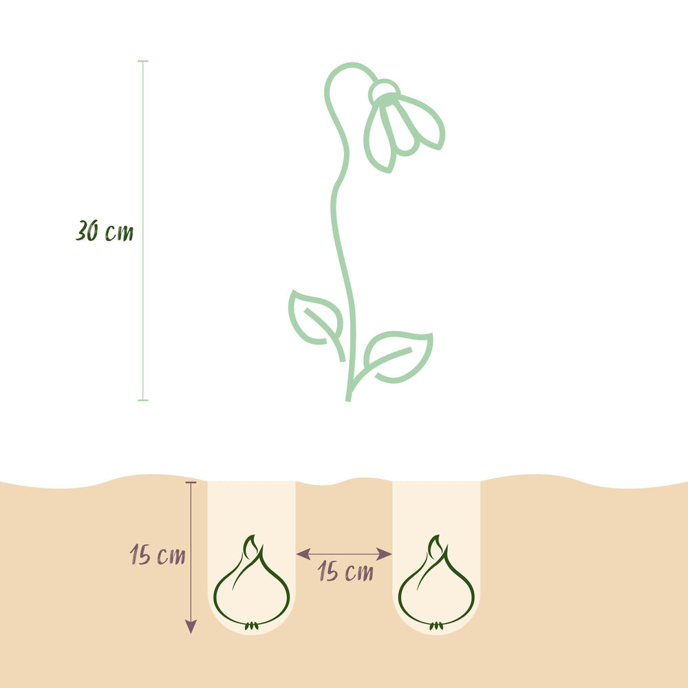 Leucojum Aestivum - Kleur Wit - 20 stuks - Bolmaat 8/9 - XXL Pack