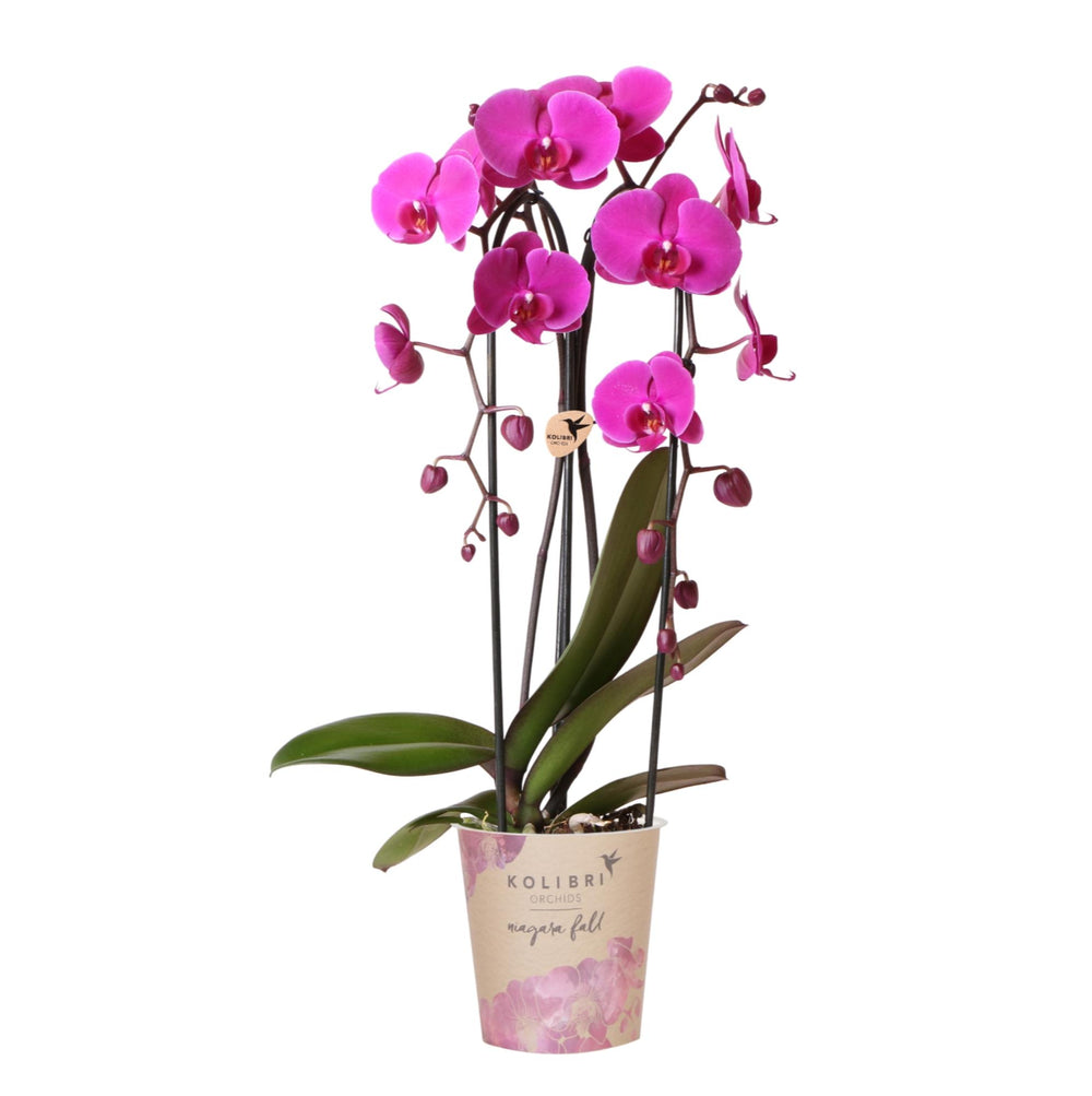 Purple Phalaenopsis Orchid Pot Size Ø12cm | Freeride | Flowering Houseplant – Fresh from the Grower