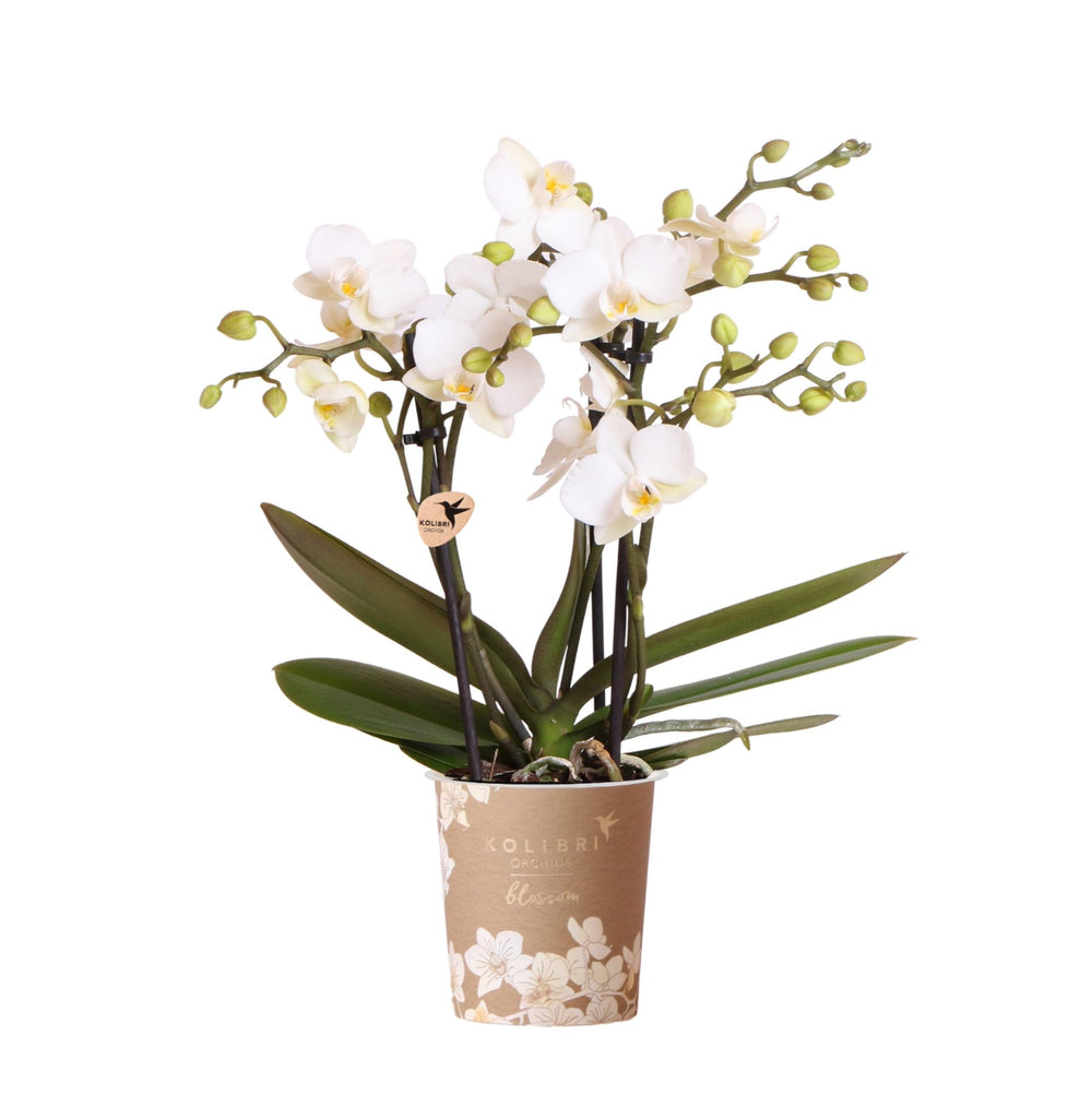 White Phalaenopsis Orchid Pot Size Ø9cm | Zürich | Flowering Houseplant – Fresh from the Grower