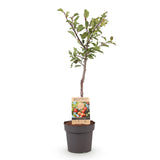 Plum Tree - Prunus domestica 'Victoria' - Red Plum