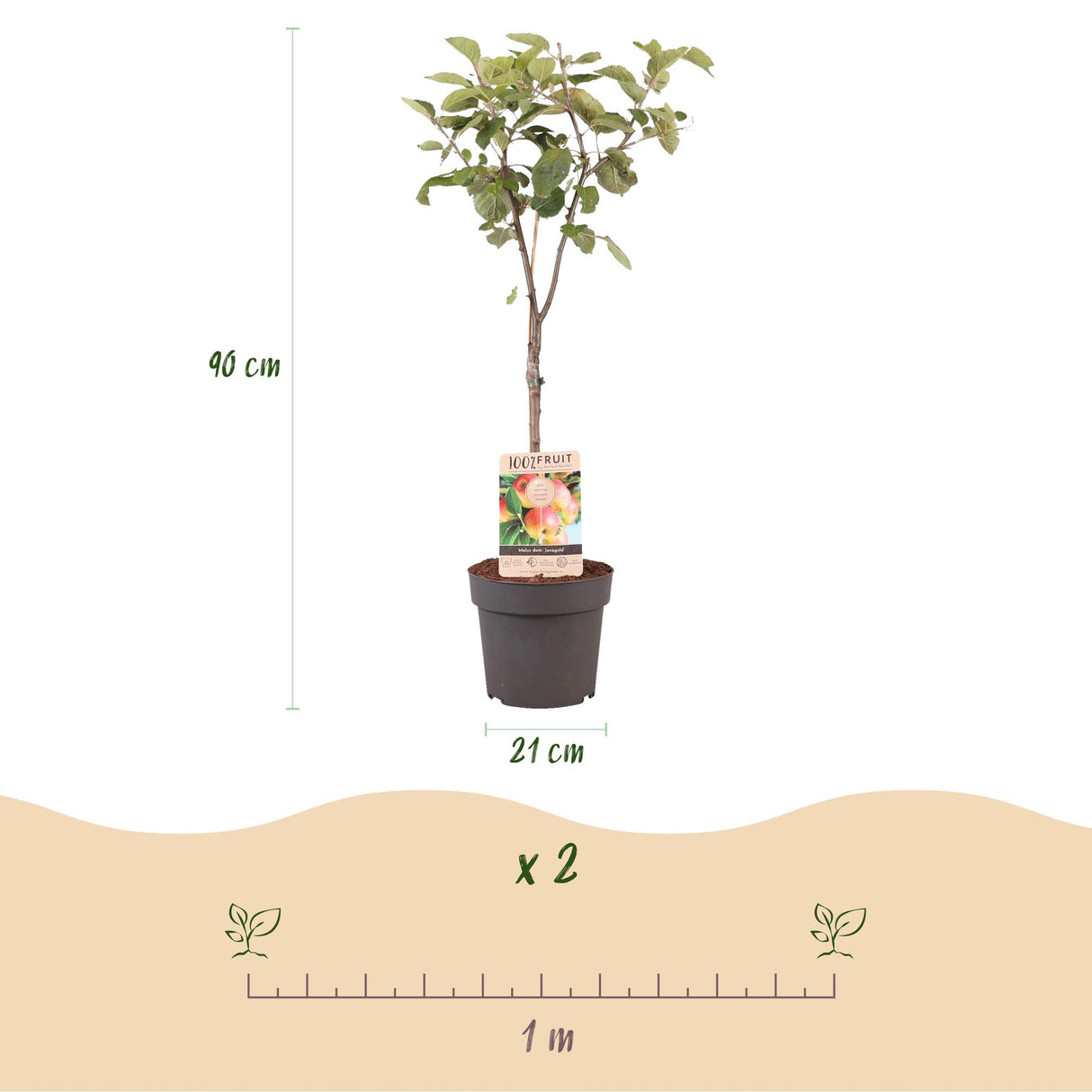 Apple Tree - Malus domestica Jonagold - Yellow Green Apple