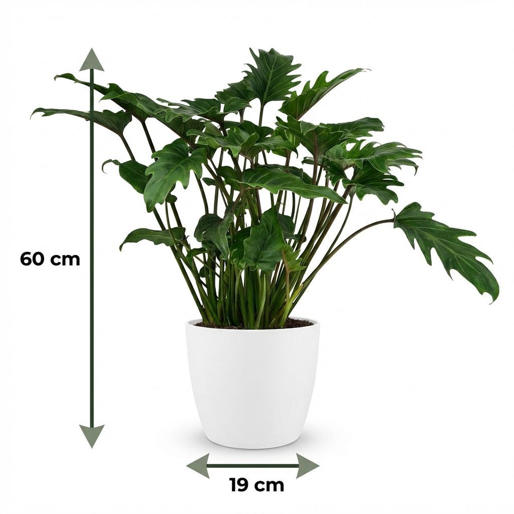 Zimmerpflanze - Philodendron - Philodendron Xanadu - Grün - Pflegeleicht - 1 Pflanze - mit Potter Weiß - Topf 19cm - Höhe 60cm