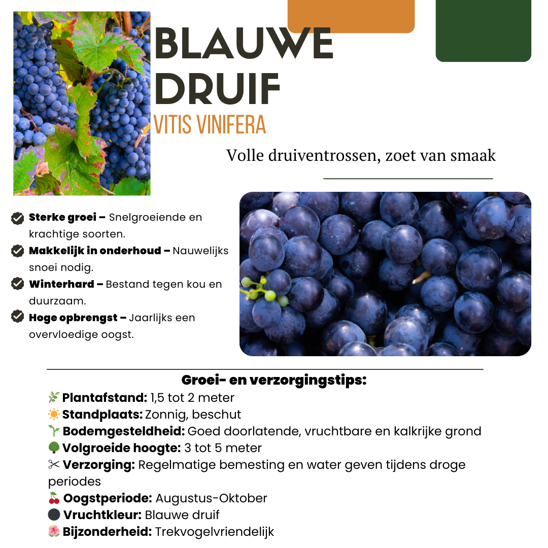 6 x Organic Grape Plants – Ø 13 cm – ↨ 20 cm