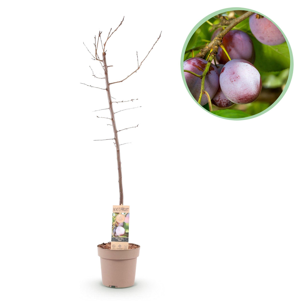 Plum tree - Prunus domestica Opal - Yellow Red Fruit