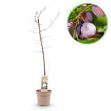 Plum tree - Prunus domestica Opal - Yellow Red Fruit