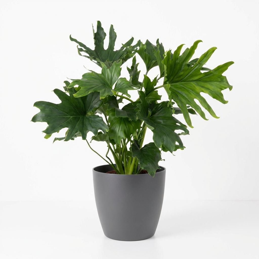 Philodendron Lickety Split - Green - Pot 19cm - Height 70cm