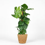 Swiss Cheese Plant - Monstera Deliciosa Moss Pole - 1 Plant - with Basket - Pot 19cm - Height 90cm