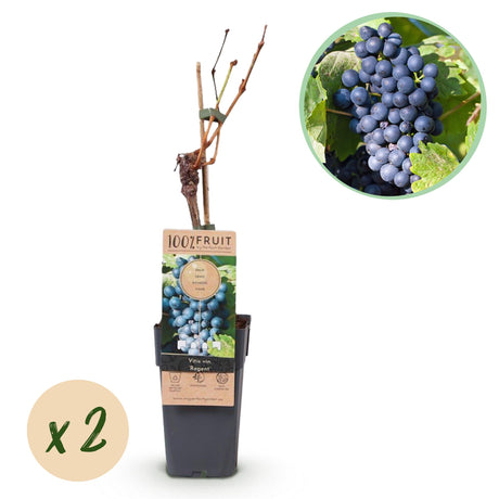 Blue Grape x2