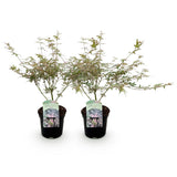 Acer palmatum Iyoshi x2