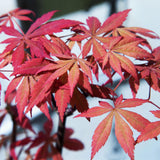Acer palmatum Sumi-nagashi  x2