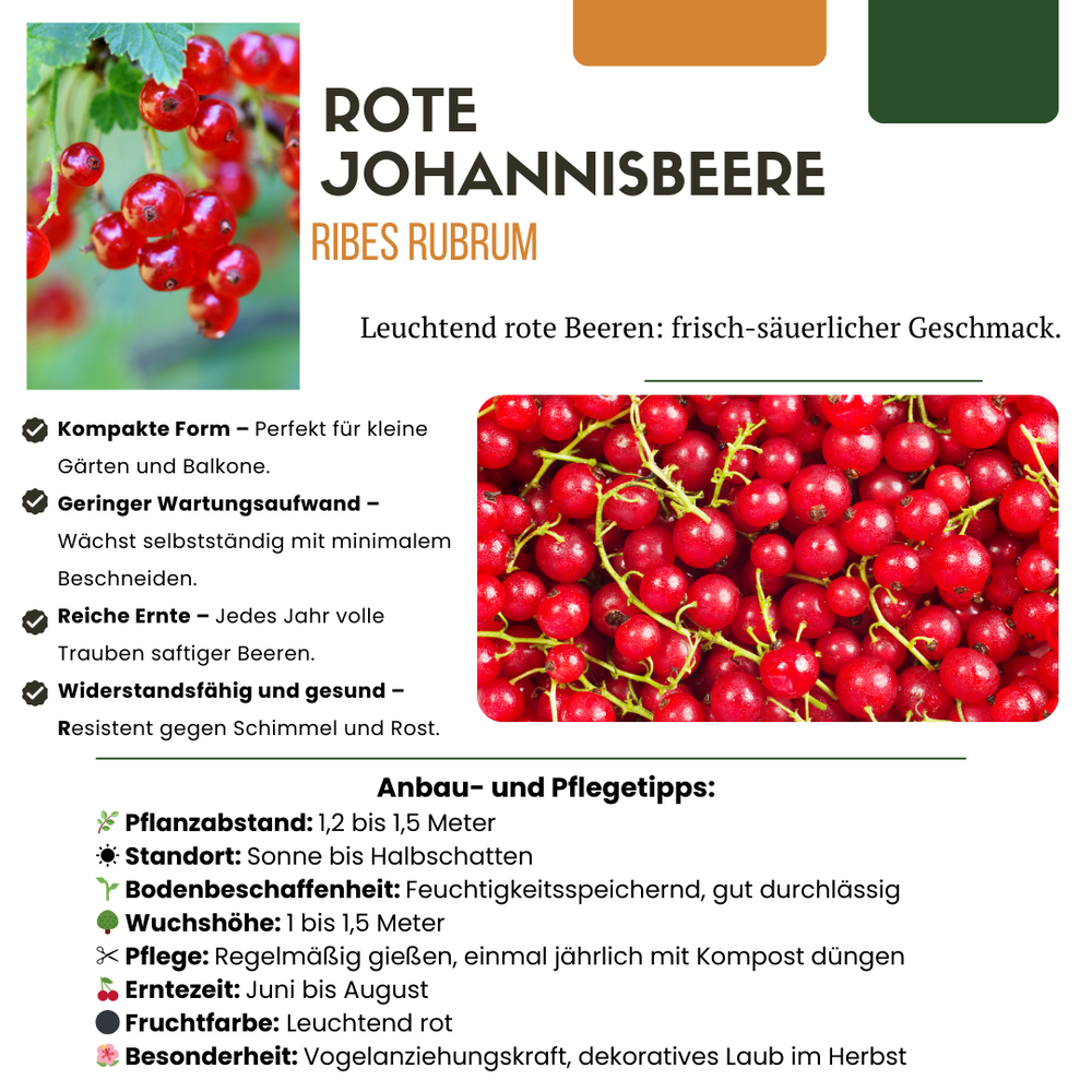 3 x Organic Gooseberry Plants – Ø 13 cm – ↨ 20 cm