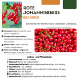 3 x Organic Gooseberry Plants – Ø 13 cm – ↨ 20 cm