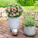 Zwergrhododendron - Rhododendron Bloombux Magenta - Blühender Buxus - Wenig Pflege - Rosa Blüte - 2 Pflanzen - Topf 17cm - Höhe 30-40cm