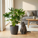 Philodendron Lickety Split - Green - Pot 19cm - Height 70cm