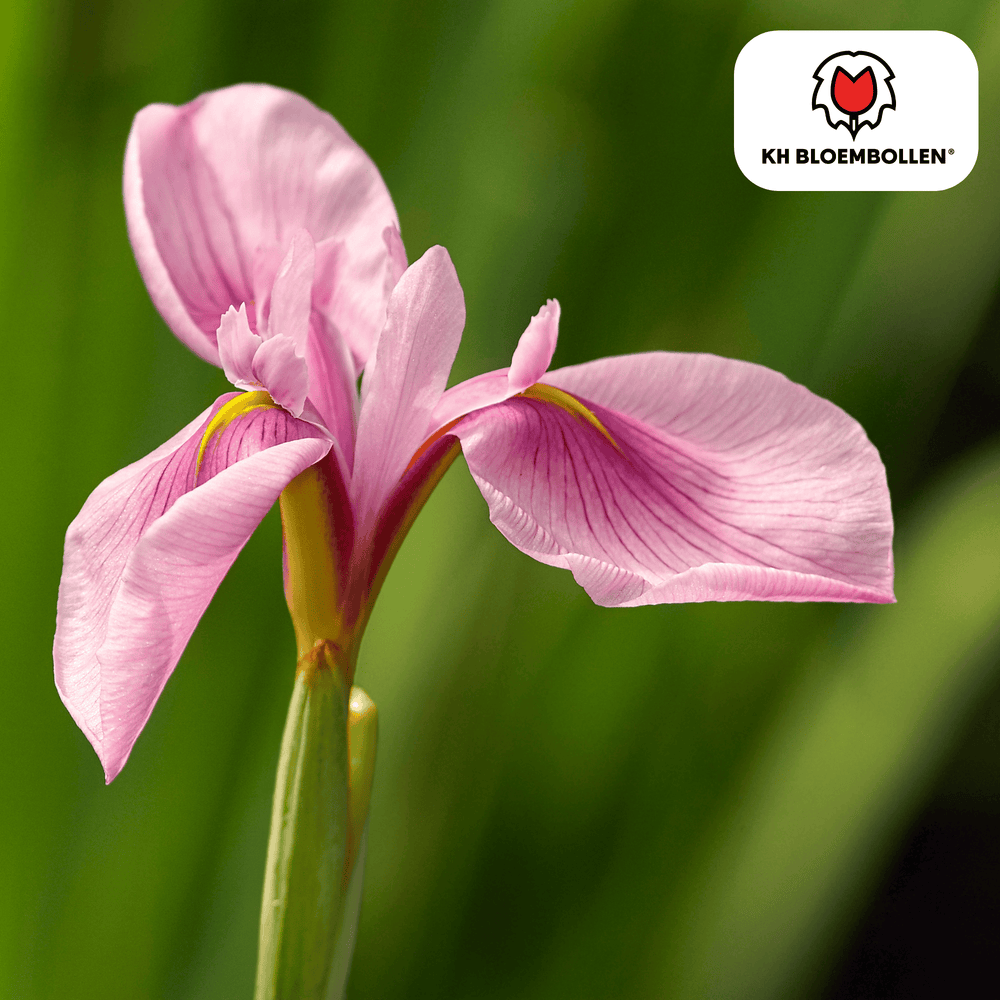Pink Panther Iris 25 stuks