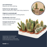Kaktus-Set 6 Stück mit Mini-Keramiktöpfen Barcelona