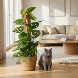 Monkey Mask - Monstera Adansonii Moosstab - Topf 19cm - Höhe 90cm