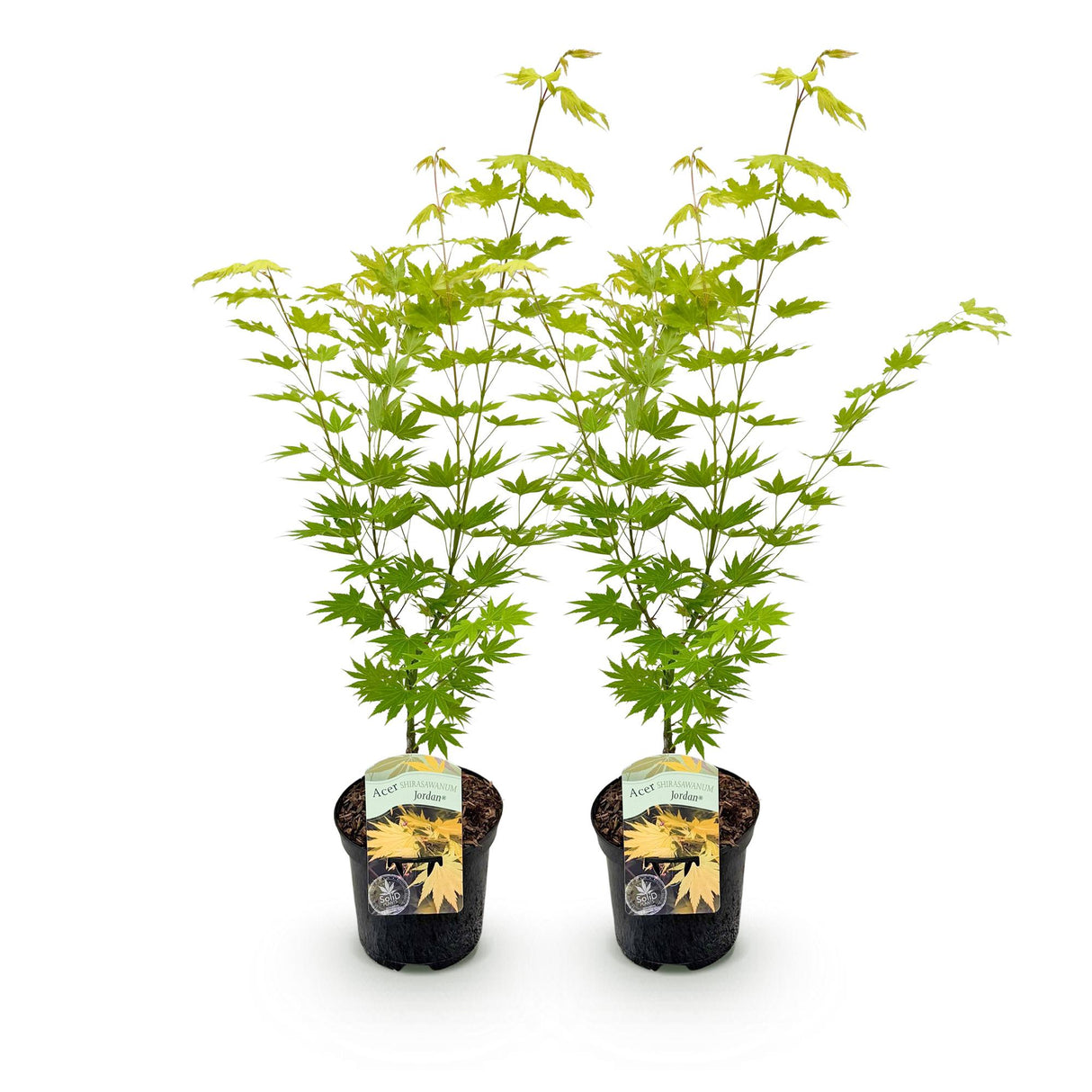 Acer palmatum Jordan x2