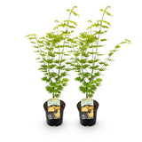 Acer palmatum Jordan x2
