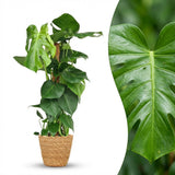 Swiss Cheese Plant - Monstera Deliciosa Moss Pole - 1 Plant - with Basket - Pot 19cm - Height 90cm