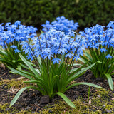 Scilla Siberica - Kleur Paars - 50 stuks - Bolmaat 7/8 - XXL Pack