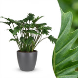 Green boutiQ - Zimmerpflanze - Philodendron - Philodendron Xanadu - Grün - Pflegeleicht - 1 Pflanze - mit Potter Grau - Topf 19cm - Höhe 60cm