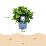 Hydrangea Magical Revolution Blue