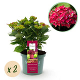Hydrangea Magical Tuesday & Sapphire - Red  x2