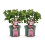 Hydrangea Magical Green Fire x2