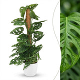 Monkey Mask - Monstera Adansonii Moss Pole - 19cm Pot - 90cm Height