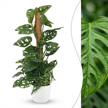 Monkey Mask - Monstera Adansonii Moss Pole - 19cm Pot - 90cm Height
