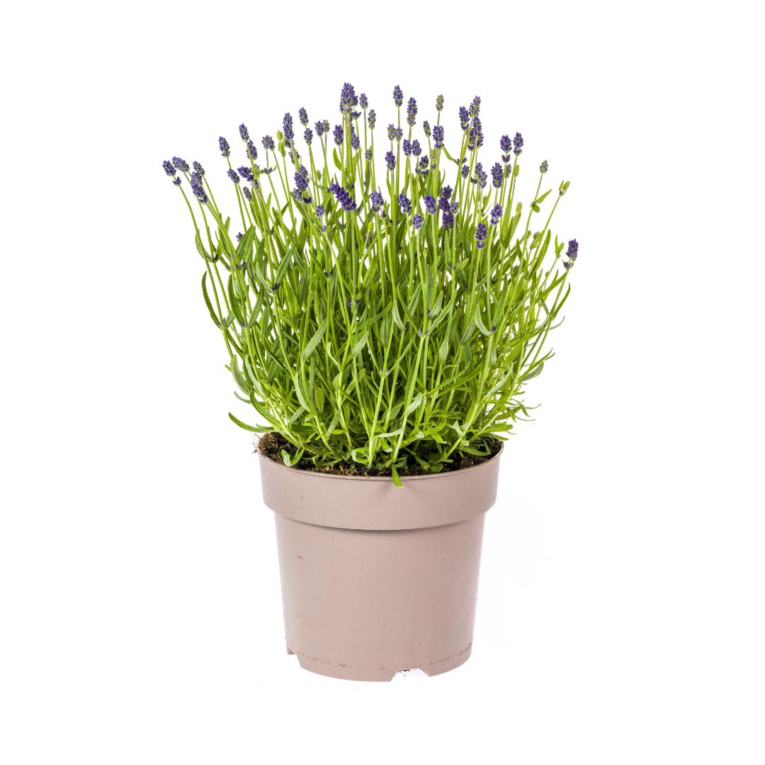 Lavandula Angustifolia