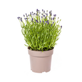 Lavandula Angustifolia