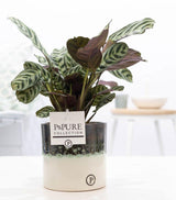 Ctenanthe Burle Marxii In Illusion Cer. - Ø12cm - ↕25cm