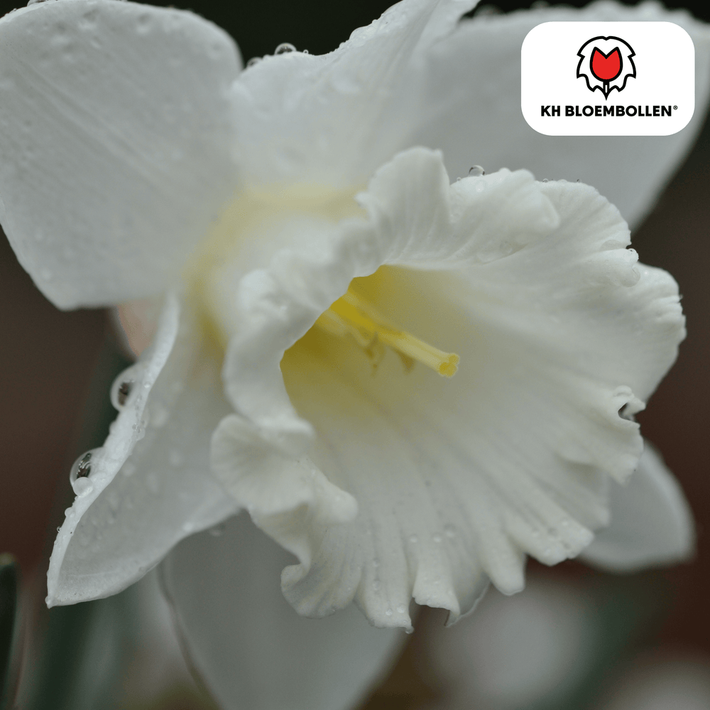 Snow Baby narcis 20 stuks