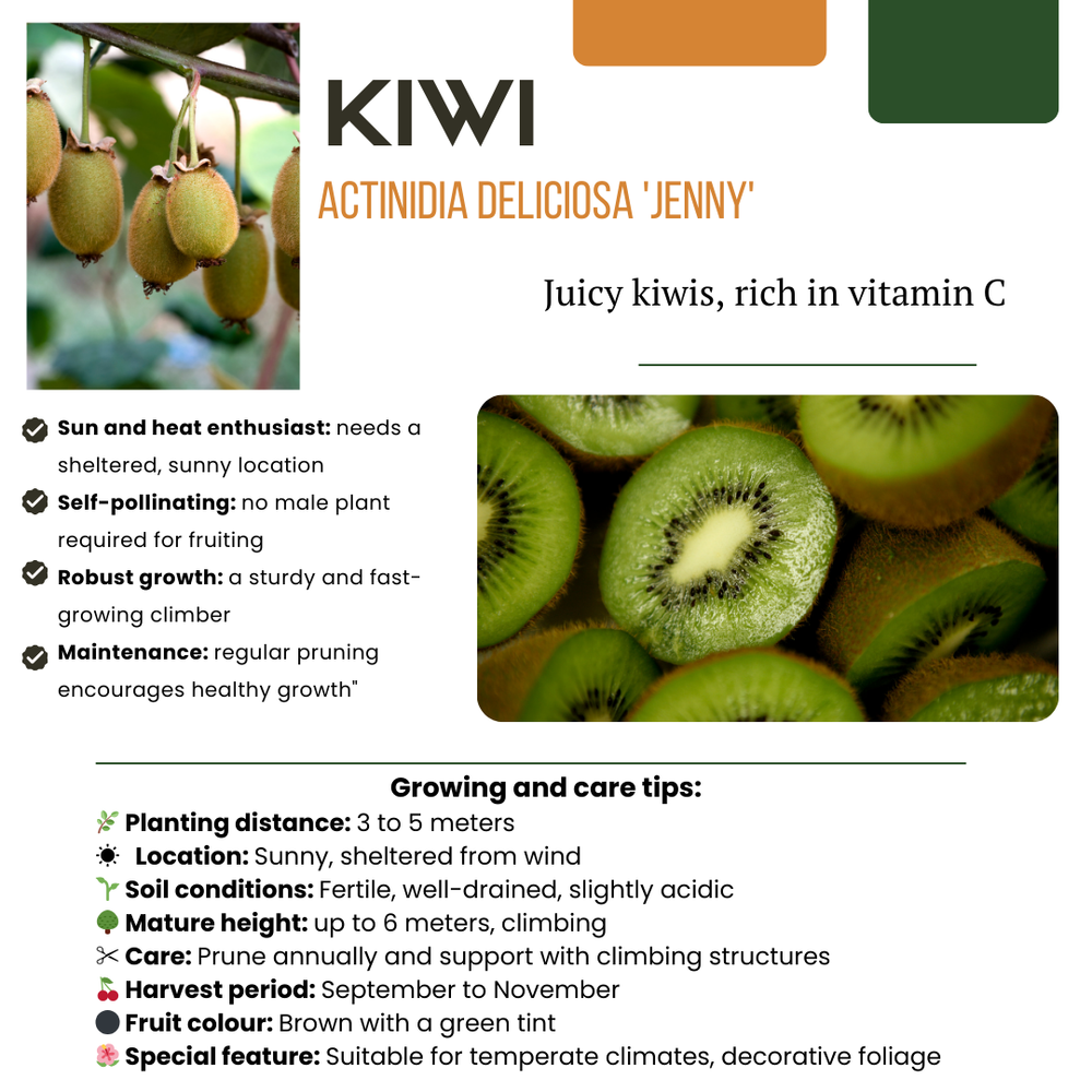 3 x Organic Kiwi Plants – Ø 13 cm – ↨ 20 cm