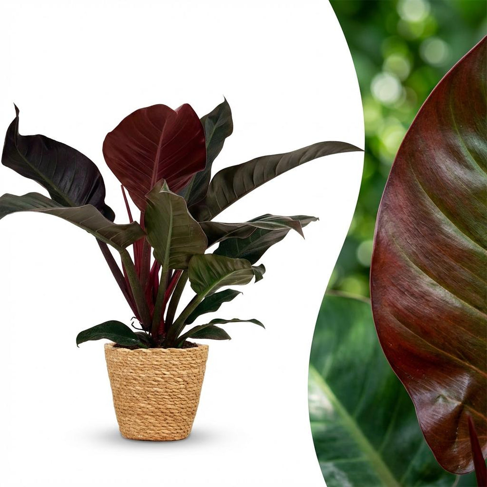 Philodendron - Philodendron Imperial Red - Topf 19cm - Höhe 60cm