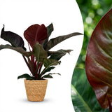 Philodendron - Philodendron Imperial Red - Topf 19cm - Höhe 60cm