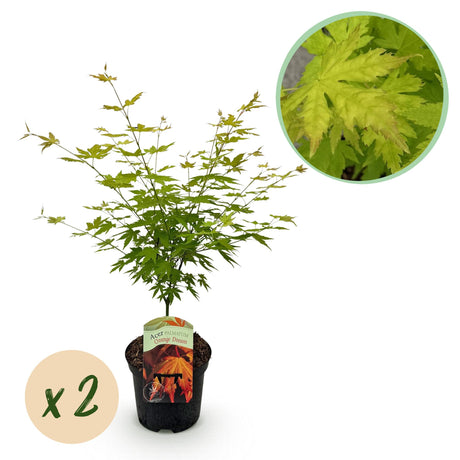 Acer palmatum Orange Dream x2