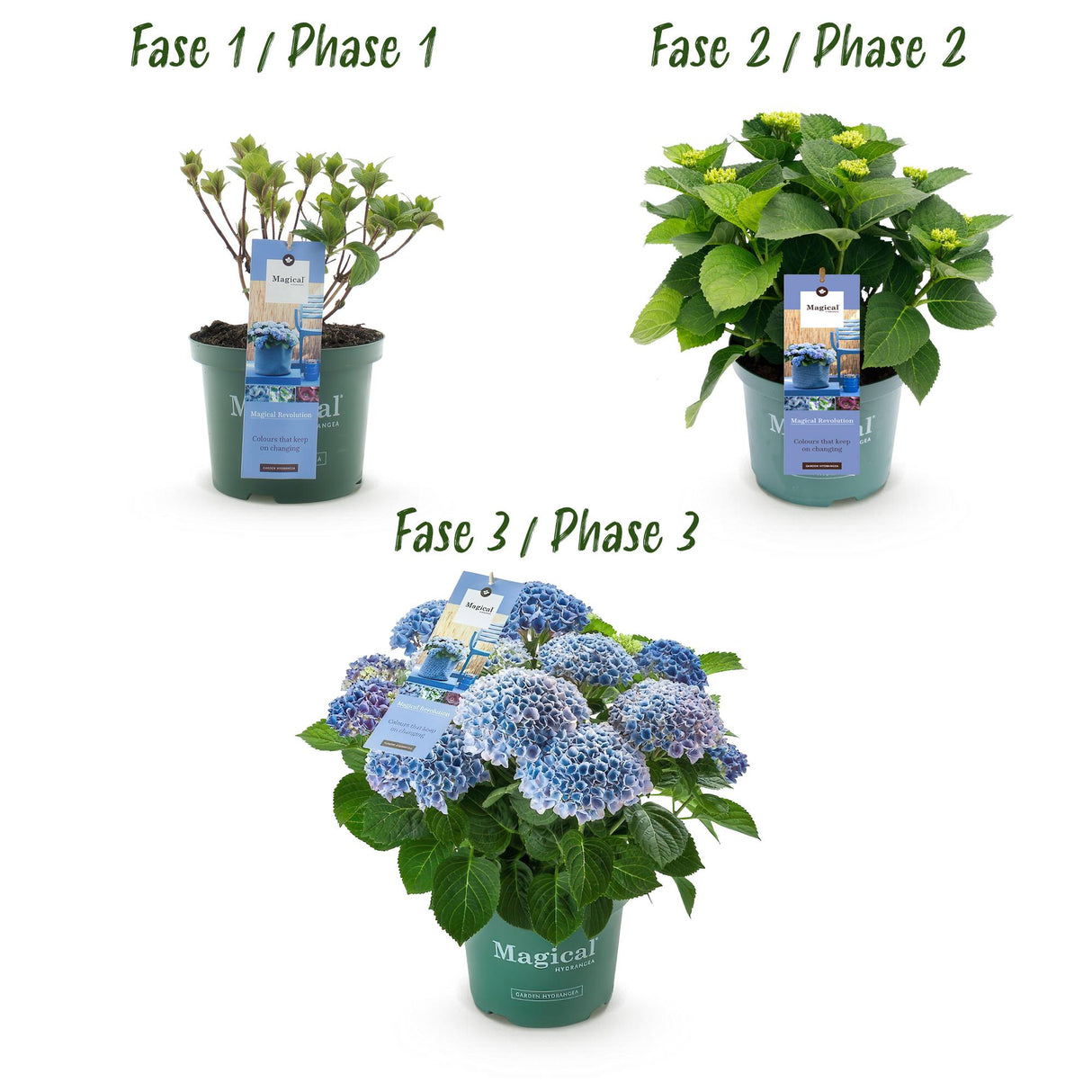 Hydrangea Magical Revolution Blue