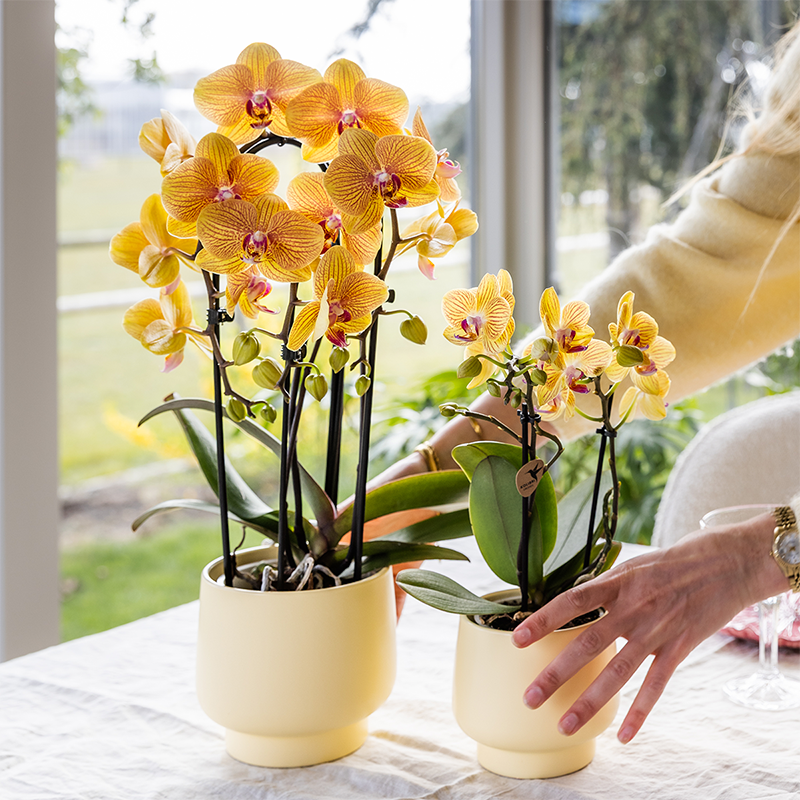 Orange Phalaenopsis Orchid Pot Size Ø12cm | Sunny Bunny | Flowering Houseplant – Fresh from the Grower
