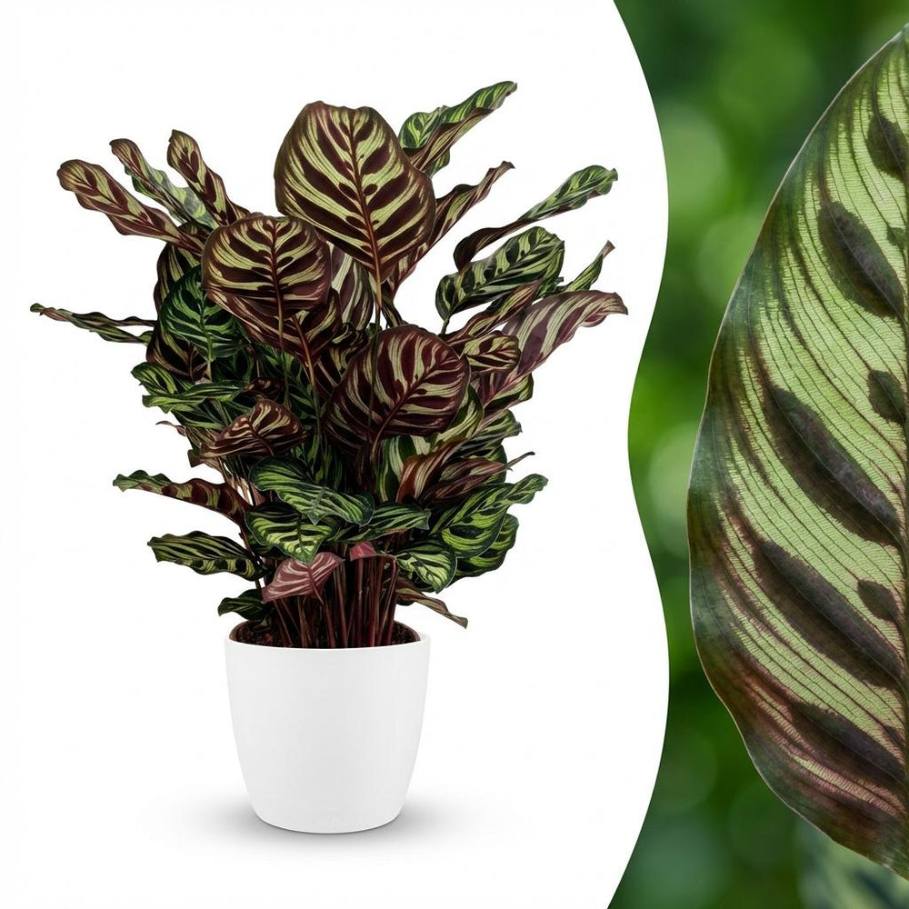 Peacock Plant - Calathea Makoyana - Green - White Pot - Pot 19cm - Height 70cm
